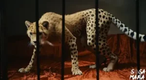 Trato De Princesa Lyrics β Julianno Sosa & Loyaltty